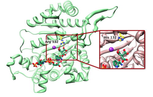 Wild-type and mutant IDH1 structures.png